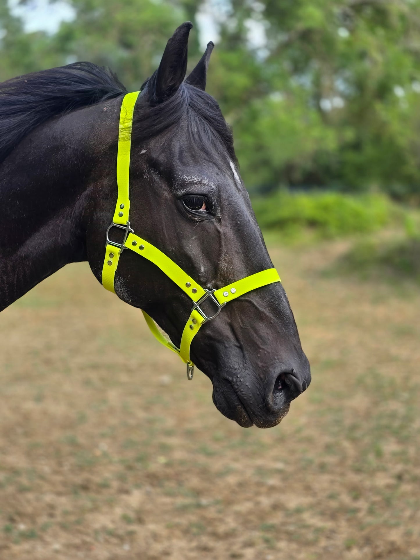 Licol Hexa 25 mm – Poney, Cob & Cheval