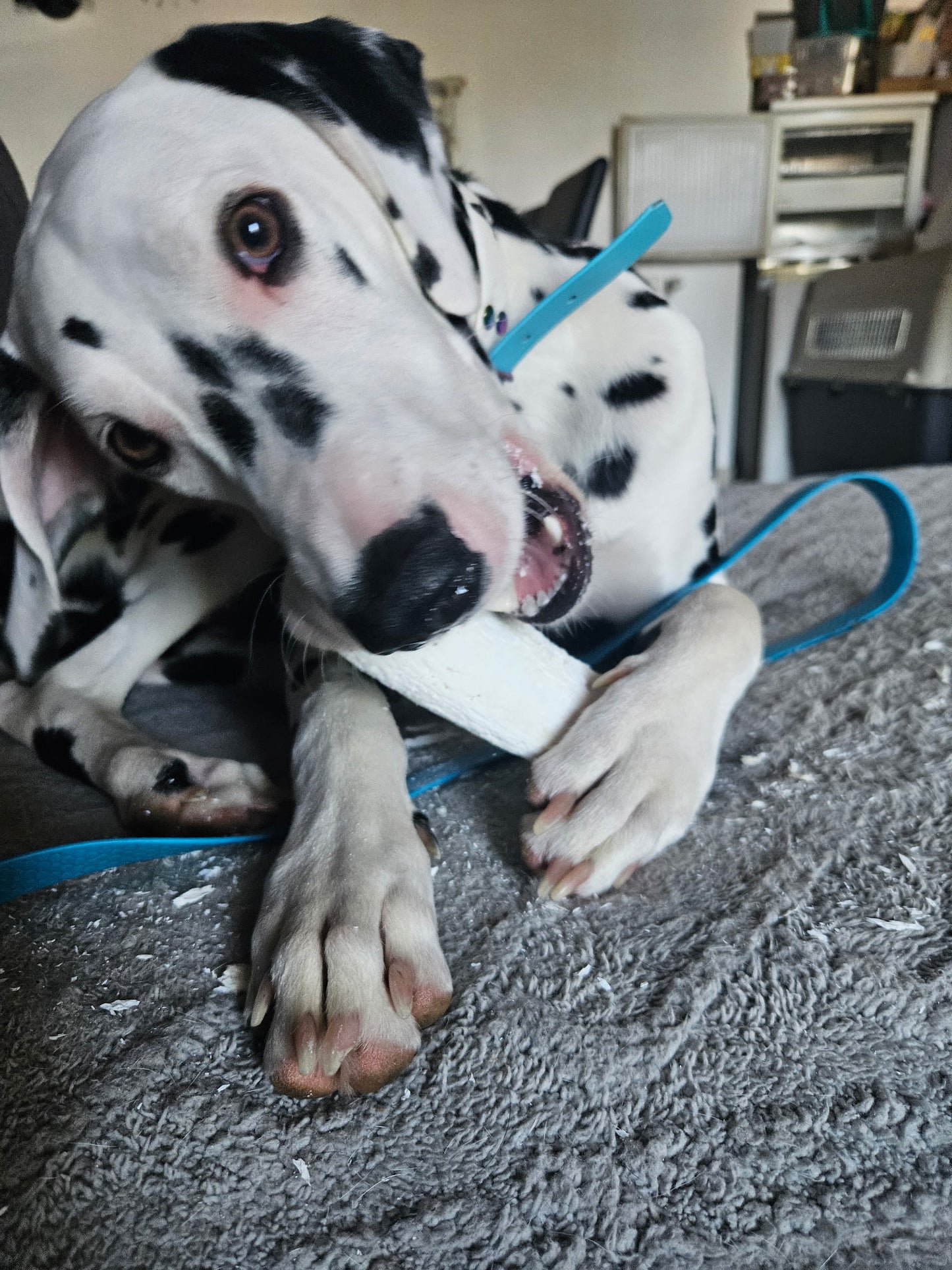 100% natural buffalo horn core