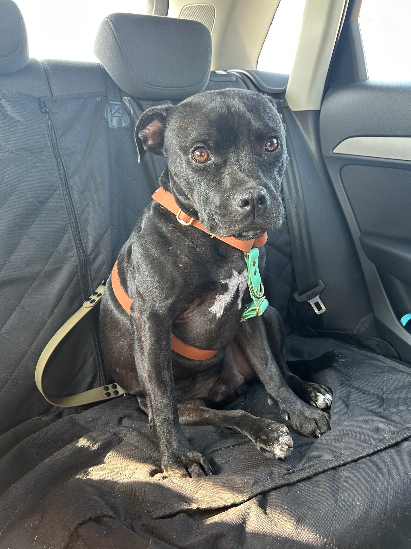 Ceinture de sécurité voiture pour chien et chat personnalisée en TPU 25 mm