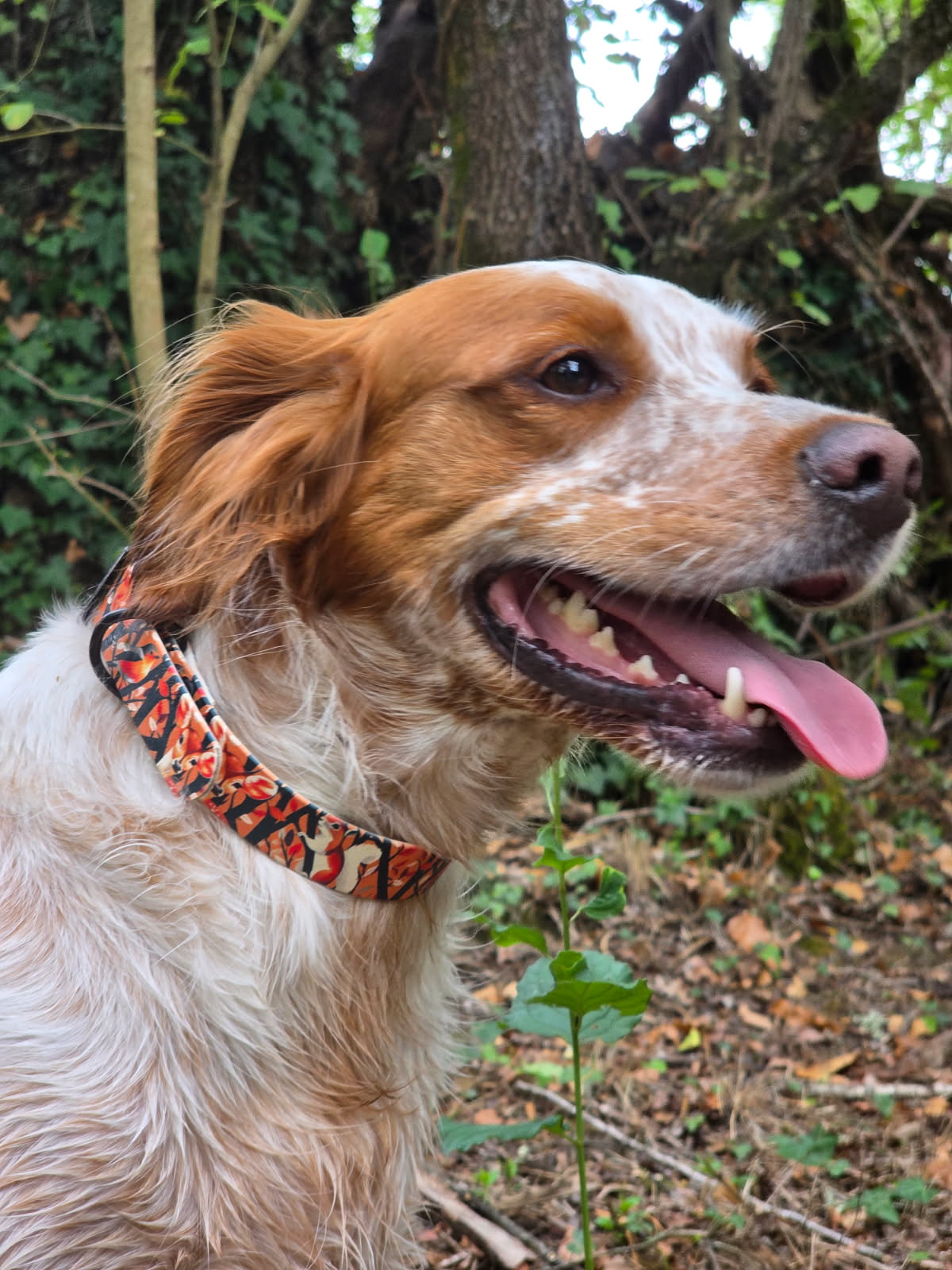 Personalized 25mm Biothane Dog Collar - Limited Edition