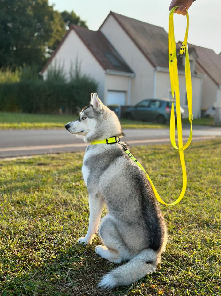Laisse multiposition personnalisée en biothane 25 mm - mains libres & ultra résistante