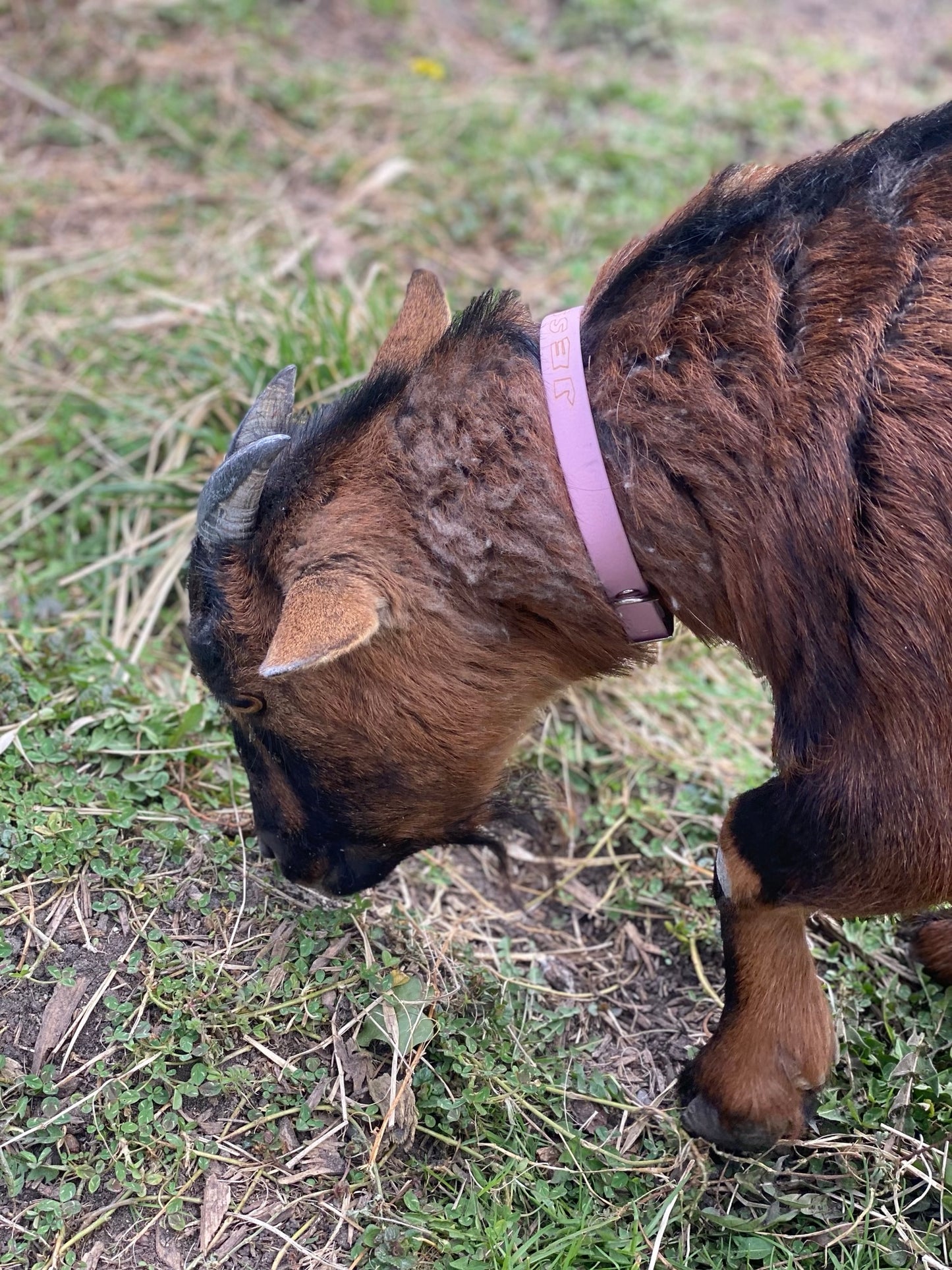 Collier personnalisé en TPU 16 mm