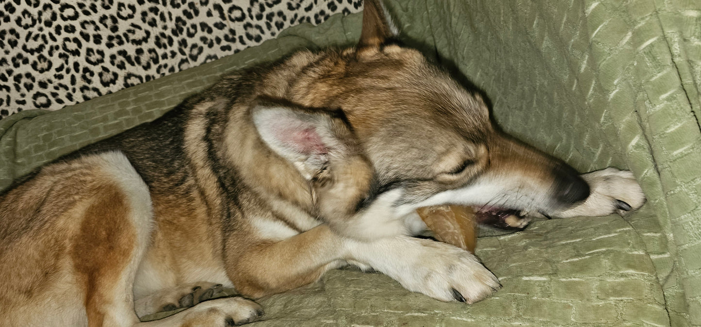 Sabot de veau pour chien 100 % naturel