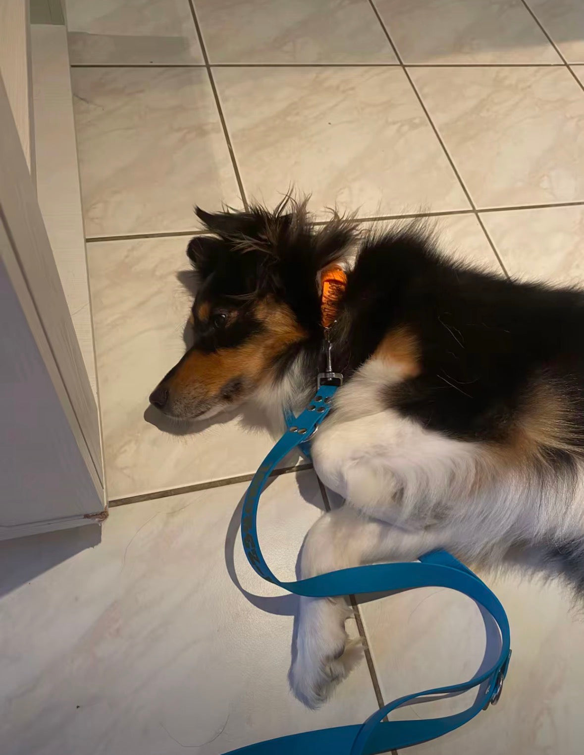 Laisse multiposition personnalisée pour chien - Biothane 25 mm
