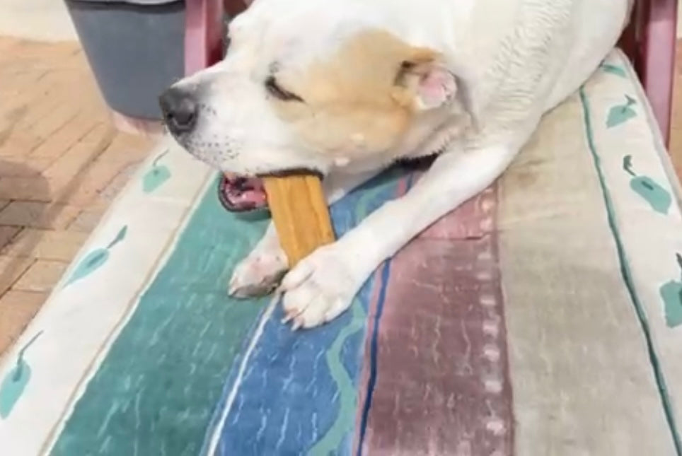 Bâtonnet de fromage de yak aux fruits pour chien 100 % naturel