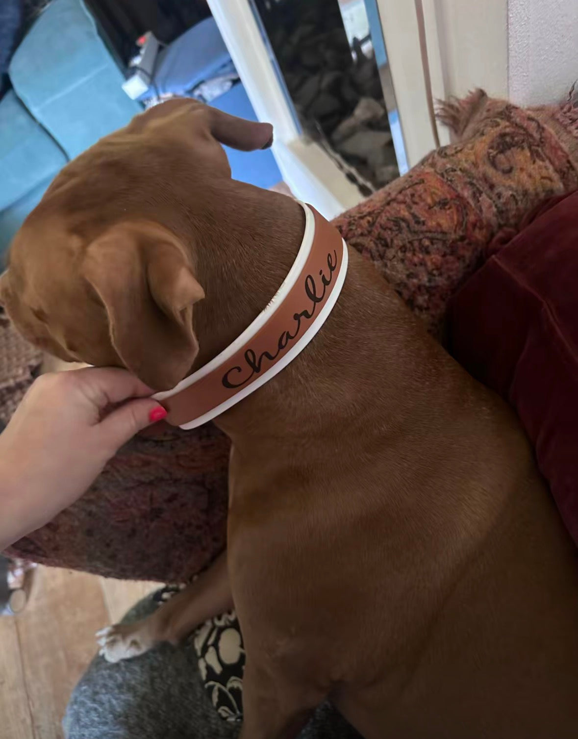 Collier biothane chien personnalisé 38 & 25 mm | Gravure laser | Spécial King
