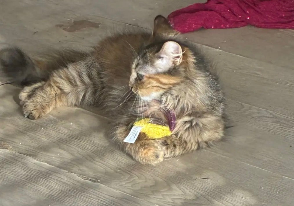 Jouet pour chat avec ruban