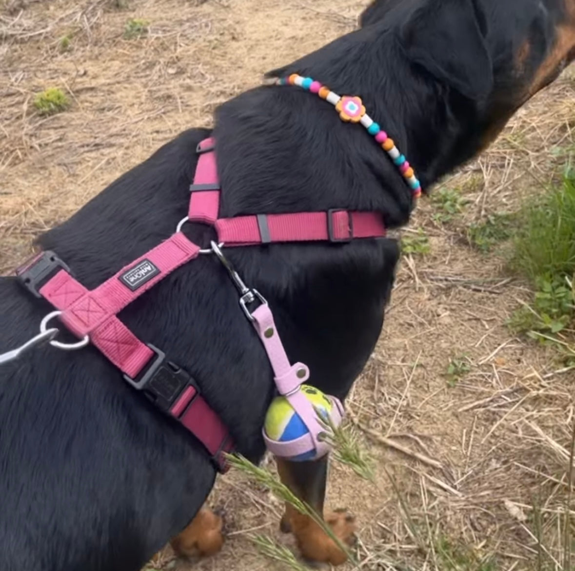 Porte-balle personnalisé pour chien en hexa ou TPU 16 & 25 mm