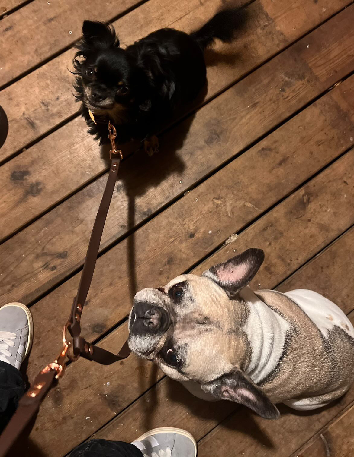 Doubleur de laisse personnalisé pour chiens en Hexa 16 mm