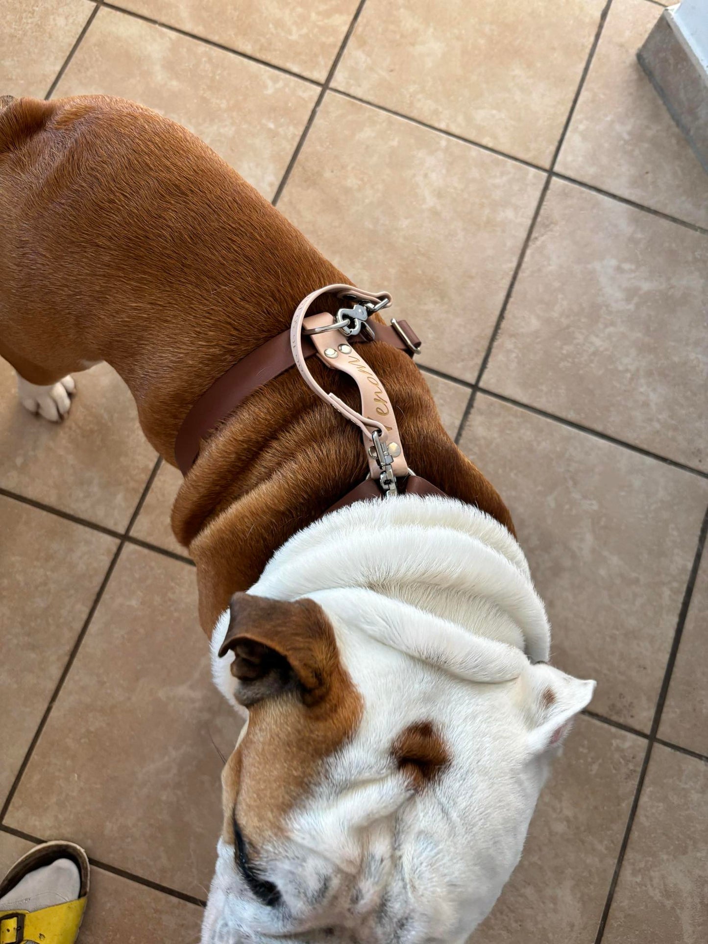 Custom H-Harness Biothane 25 mm for dogs | Pattababoune