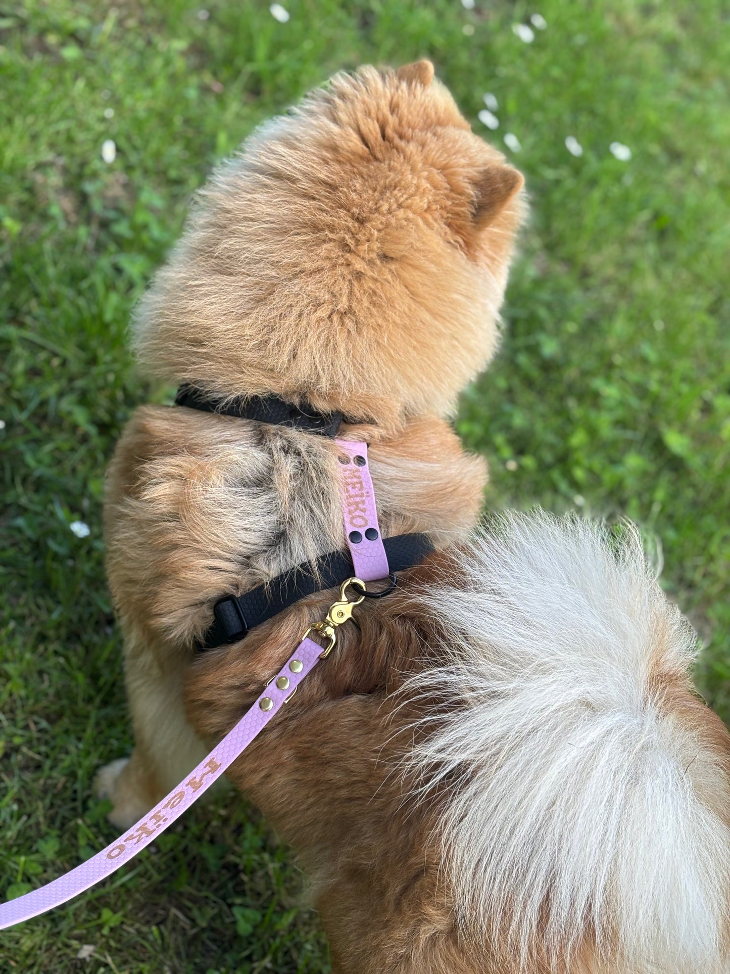 Hexa 25mm Custom H-Harness for dogs | Pattababoune