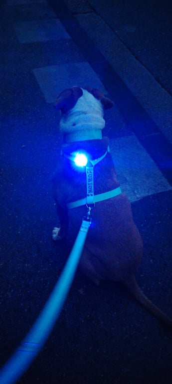 Lumière LED sécurité pour chien et chat