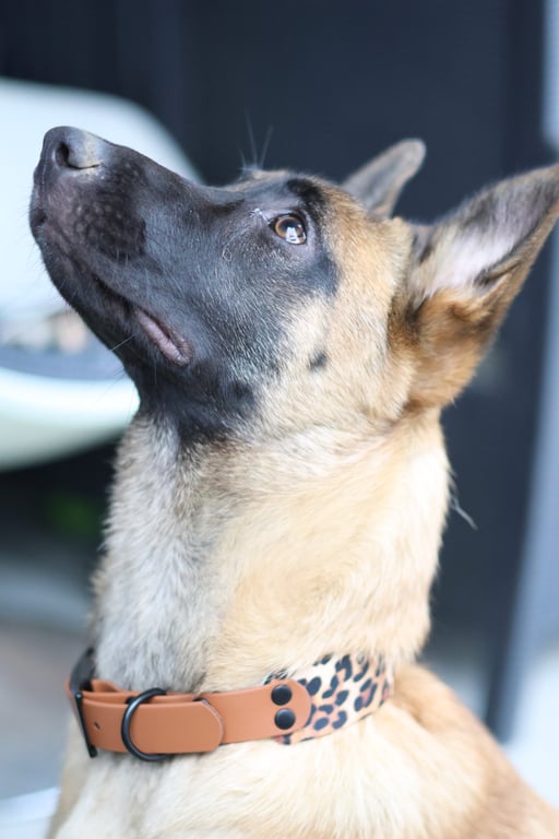 Collier double Biothane - Édition limitée 38 & 25 mm