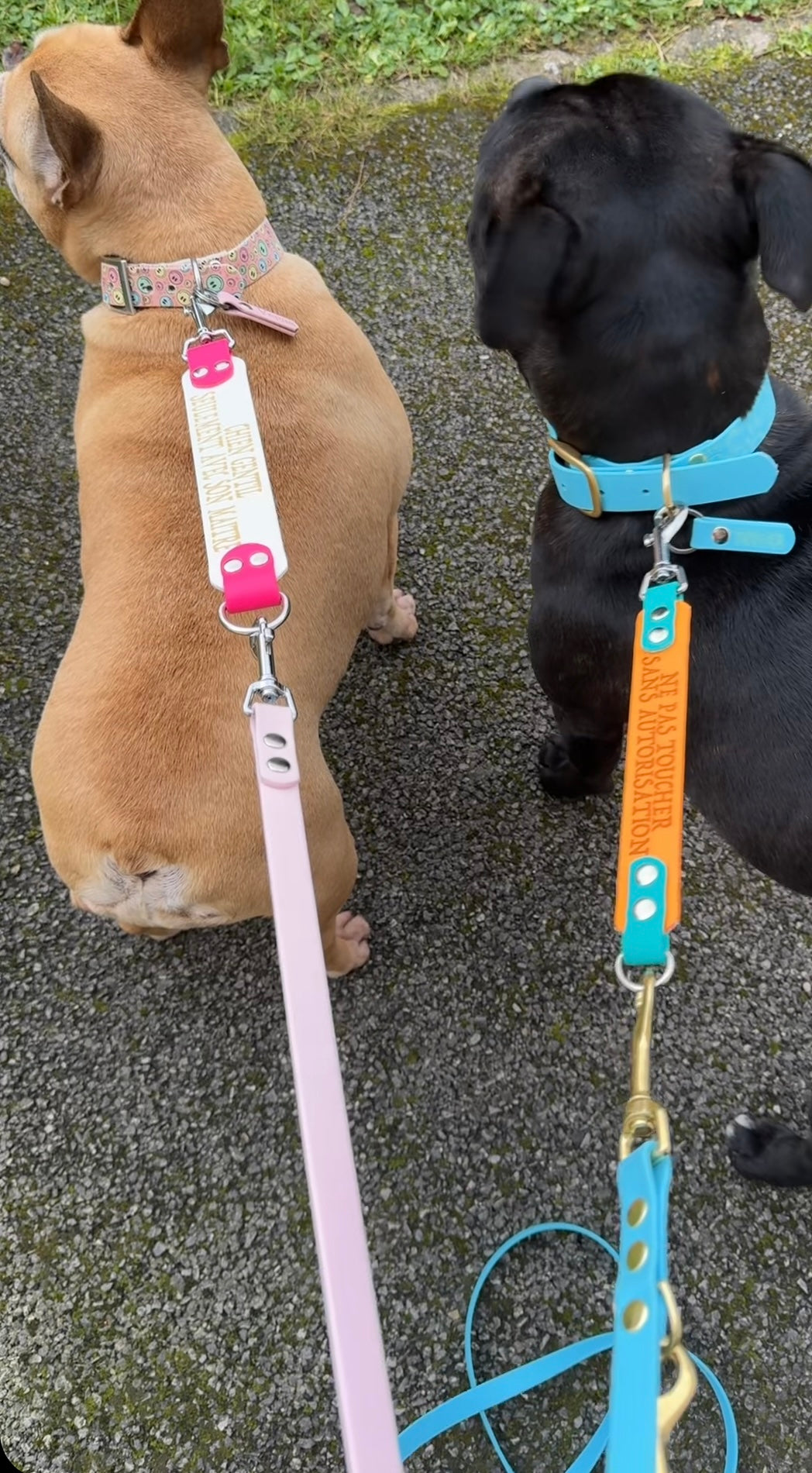 Extension de laisse avec message personnalisé pour chien - TPU 25 mm