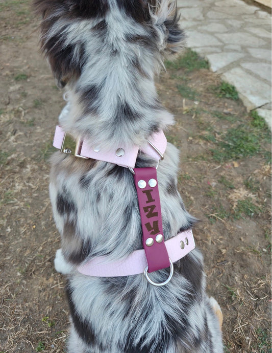 Comment choisir un harnais pour son chien ?