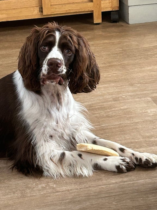 Comment choisir une mastication pour son chien ?