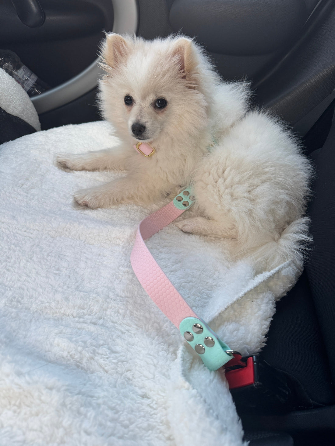 Comment attacher son chien en voiture ?