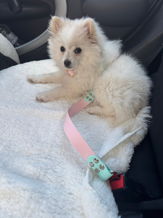 Comment attacher son chien en voiture ?