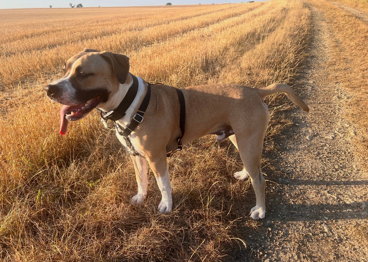 Hexa 25mm Custom H-Harness for dogs | Pattababoune
