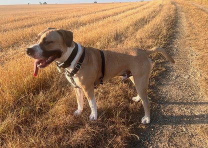 Hexa 25mm Custom H-Harness for dogs | Pattababoune
