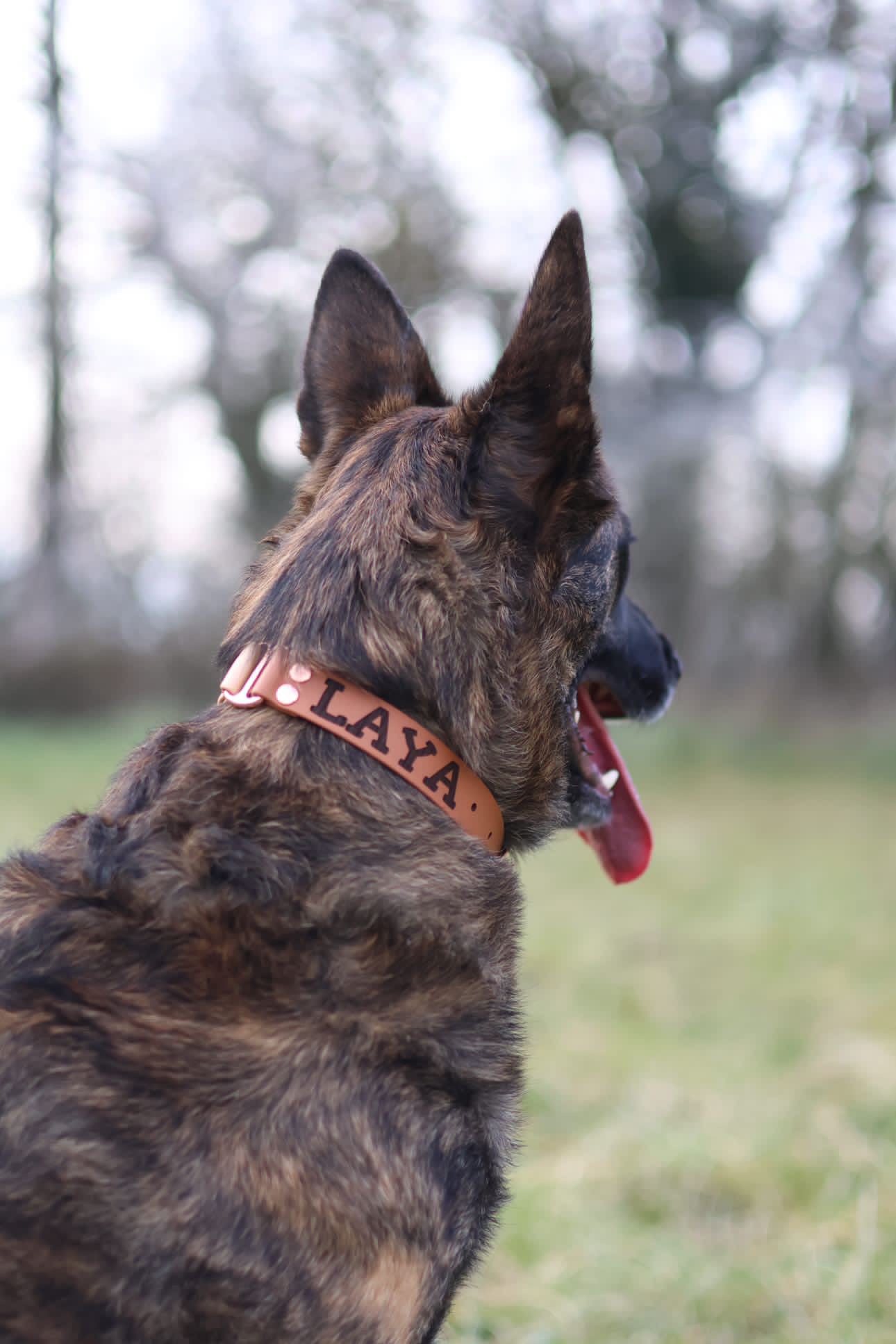 Collier personnalisé bicolore en biothane 25 mm