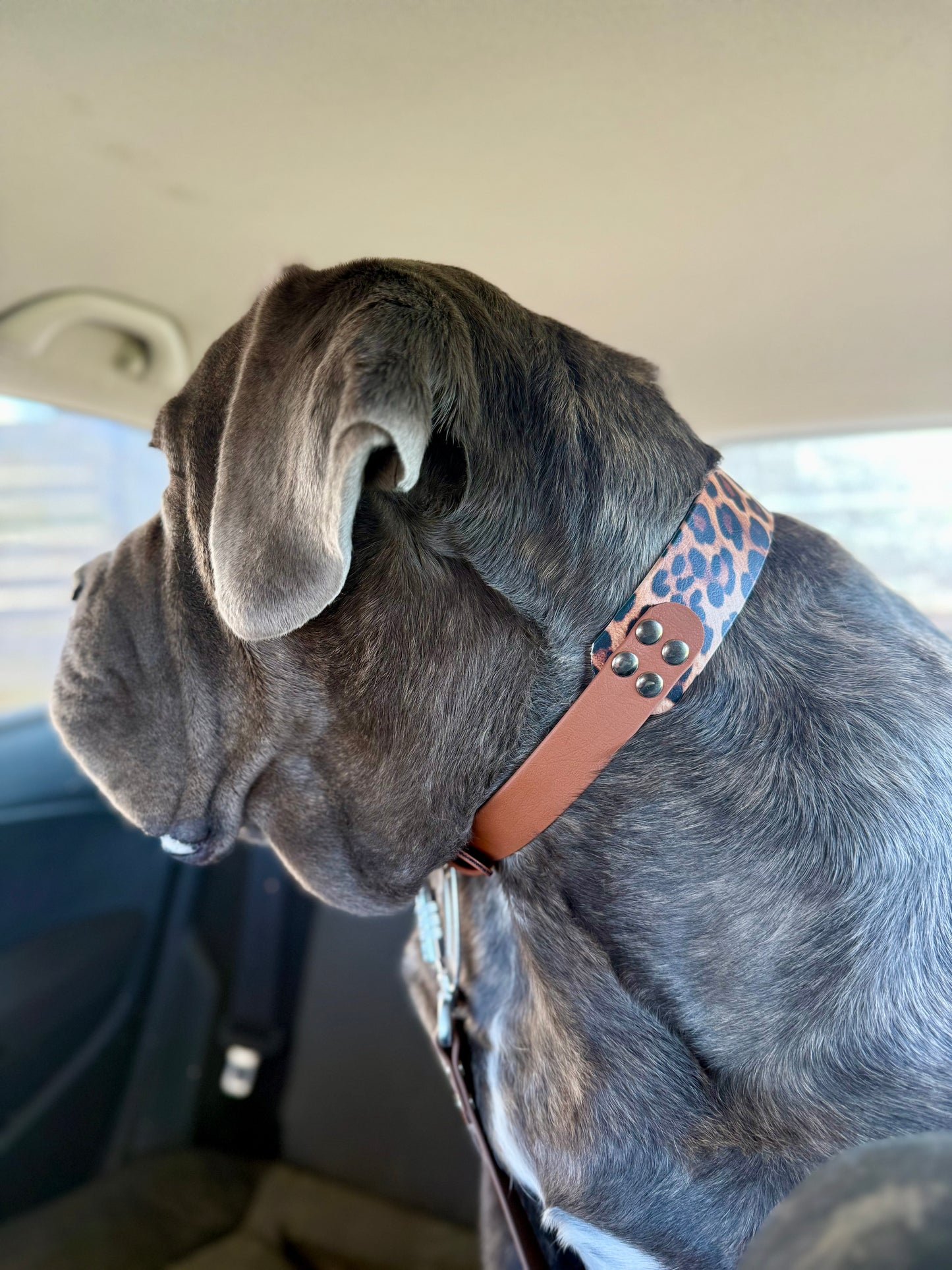 Collier double Biothane - Édition limitée 38 & 25 mm