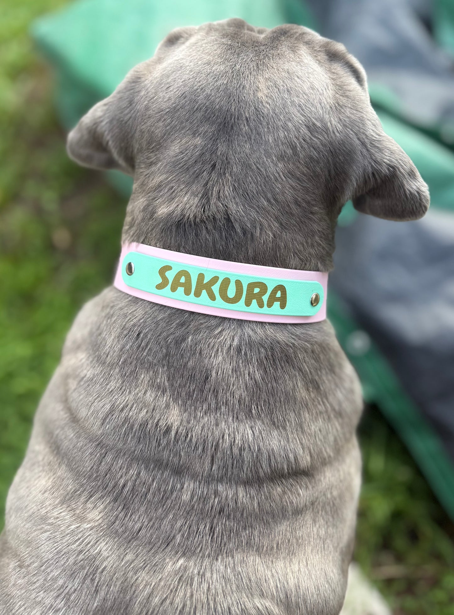 Collier chien Biothane personnalisé - Bande interchangeable 38 & 25 mm - Modèle Végas