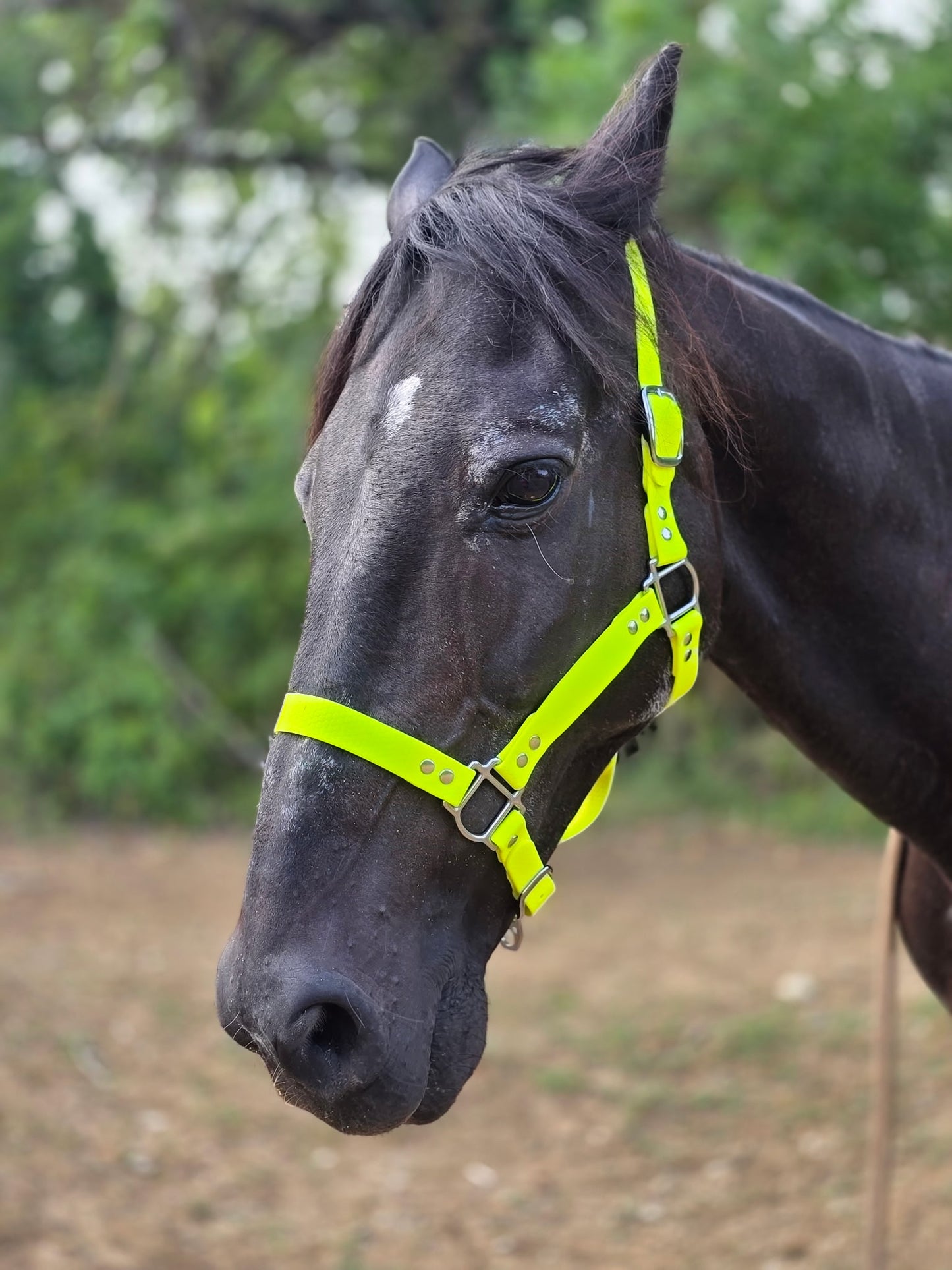 Licol Hexa 25 mm – Poney, Cob & Cheval