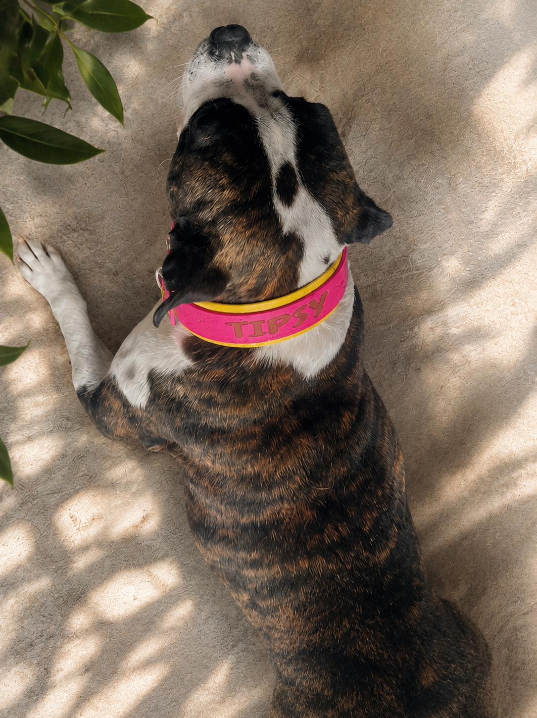 Collier chien Biothane 38 & 25 mm personnalisé - Spécial King - Gravure laser | Pattababoune