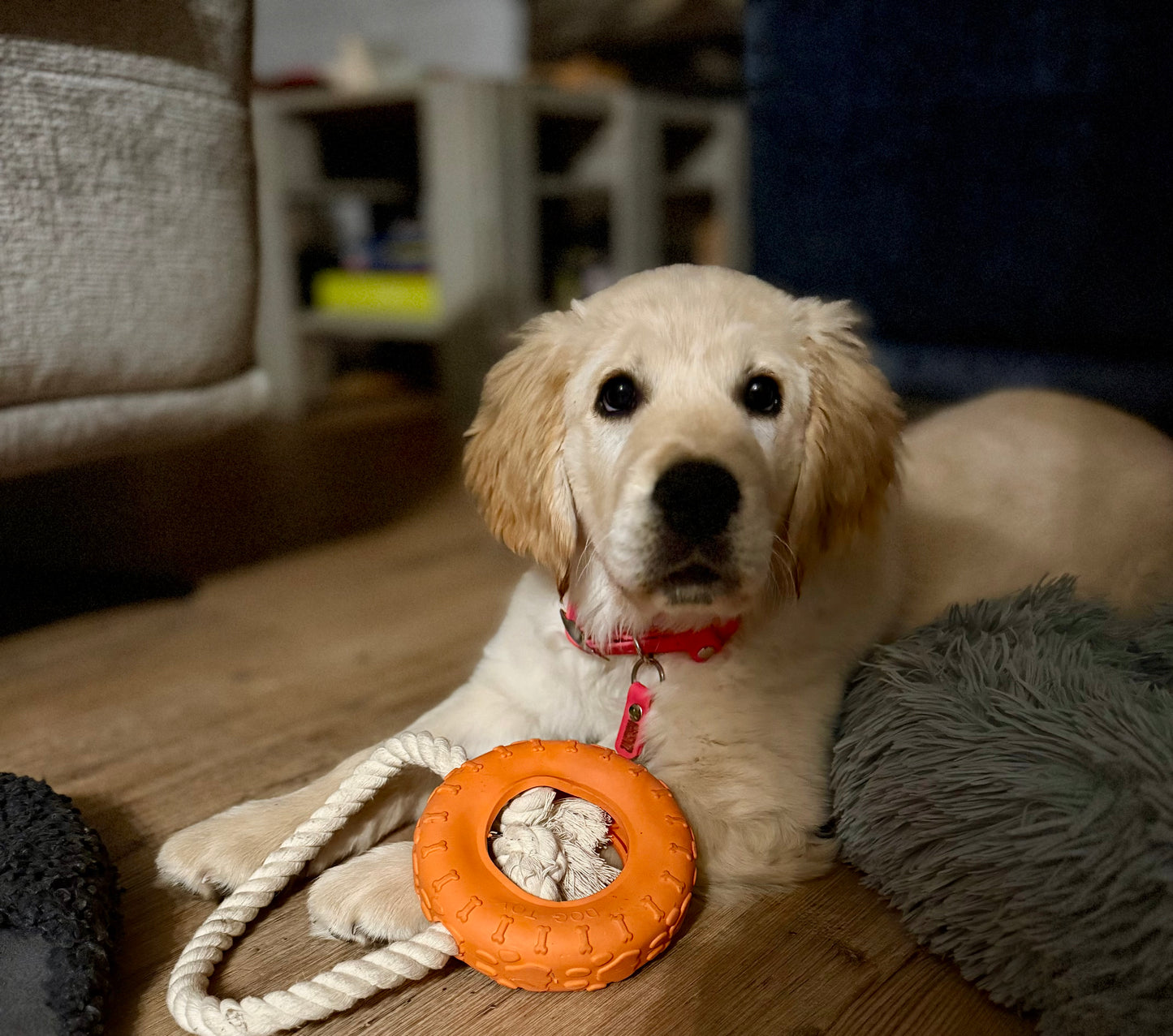Jouet à tirer et mâcher pour chien – Anneau texturé avec corde
