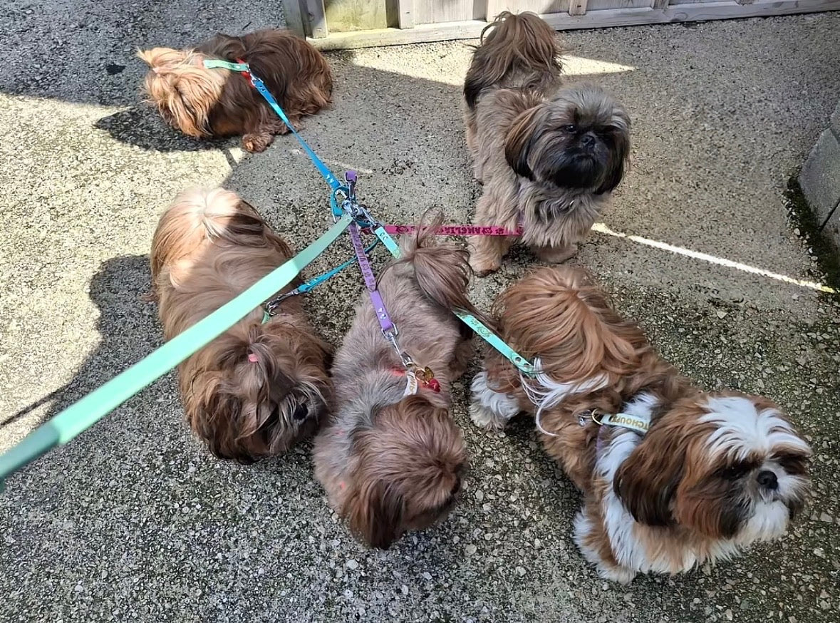 Coupleur de laisse pour chiens 360° anti-nœud en Biothane – Triple, Quadruple et Quintuple – Pattababoune