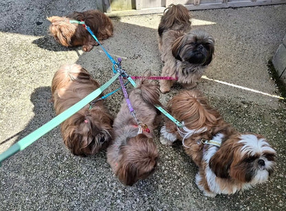 Coupleur de laisse pour chiens 360° anti-nœud en Biothane – Triple, Quadruple et Quintuple – Pattababoune