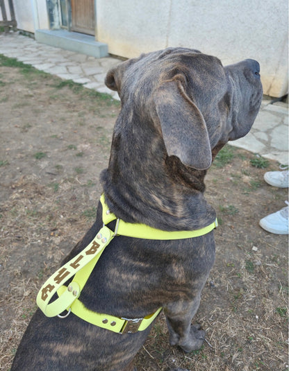 Hexa 25mm Custom H-Harness for dogs | Pattababoune