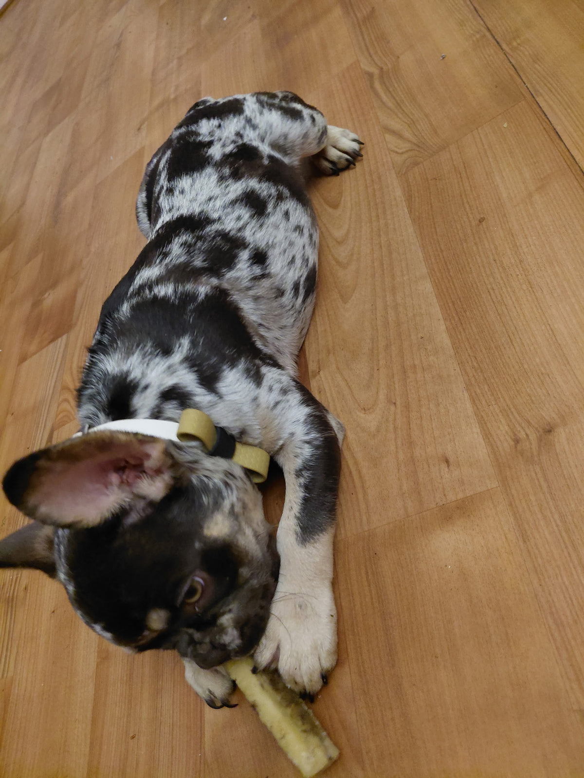 Bâtonnet de fromage de yak pour chien – 100 % naturel | Pattababoune
