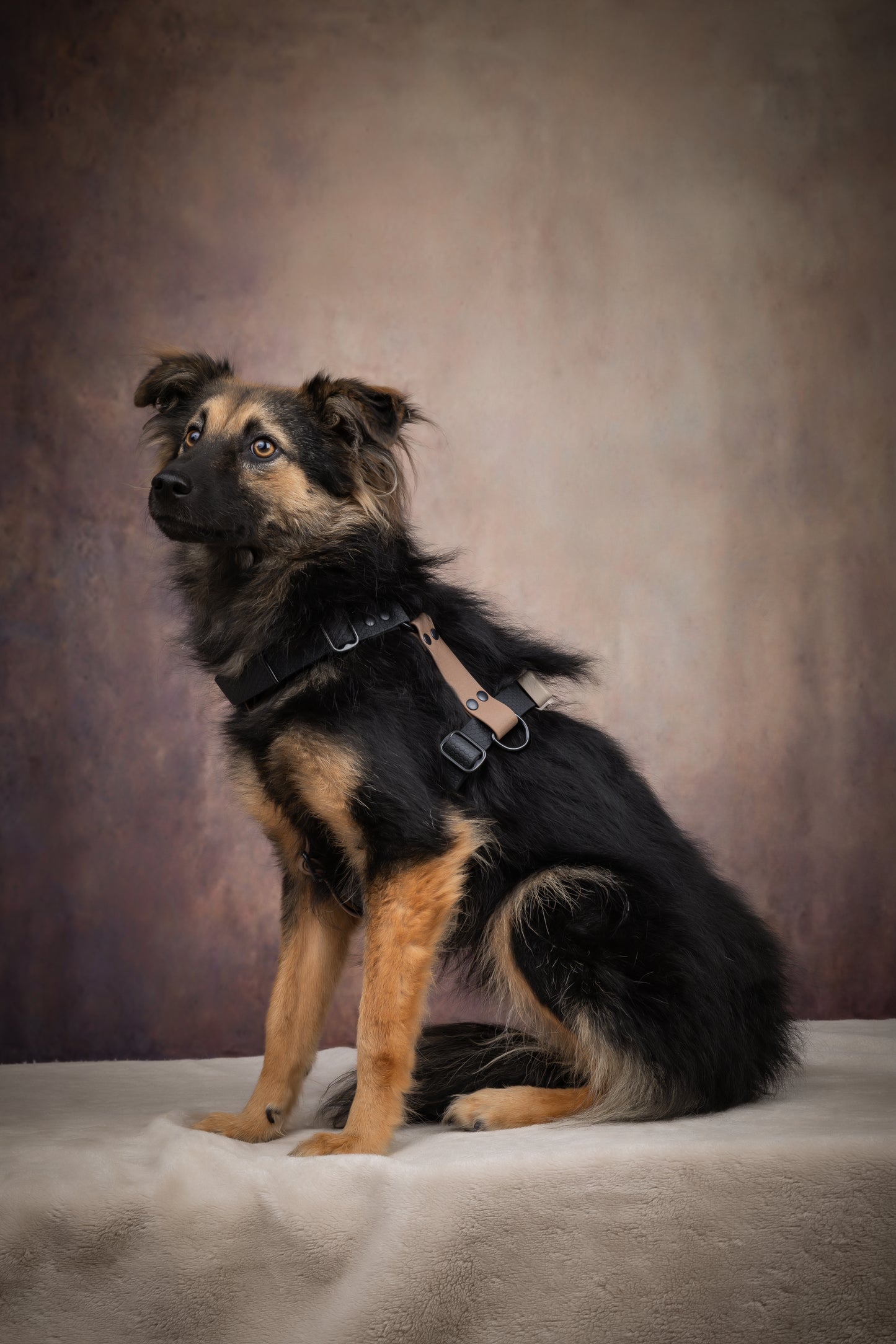 Harnais en H personnalisé pour chien en hexa 25 mm