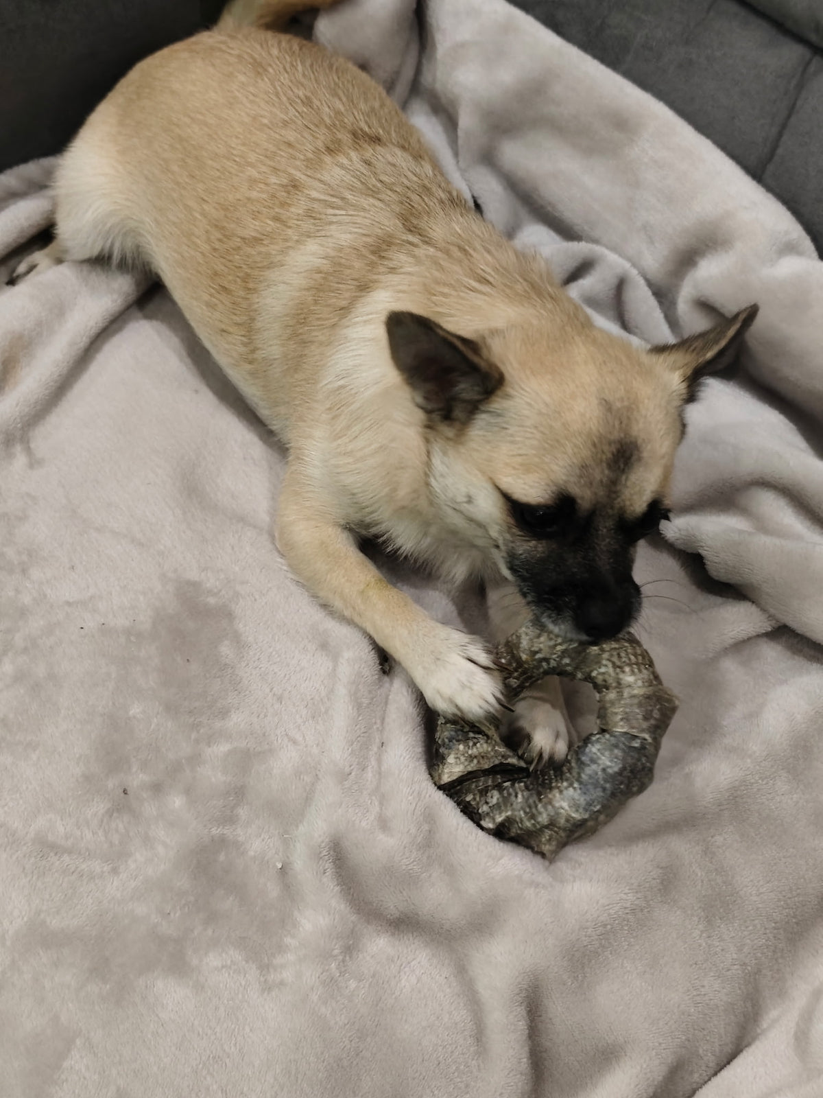 Donut de peau de cabillaud séchée pour chien 100% naturel