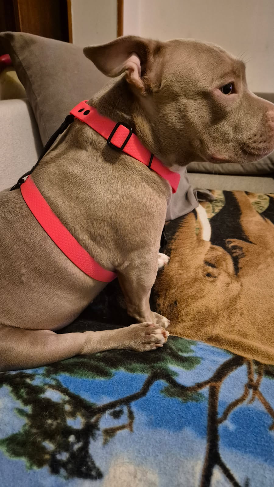 Harnais en H personnalisé pour chien en hexa 25 mm