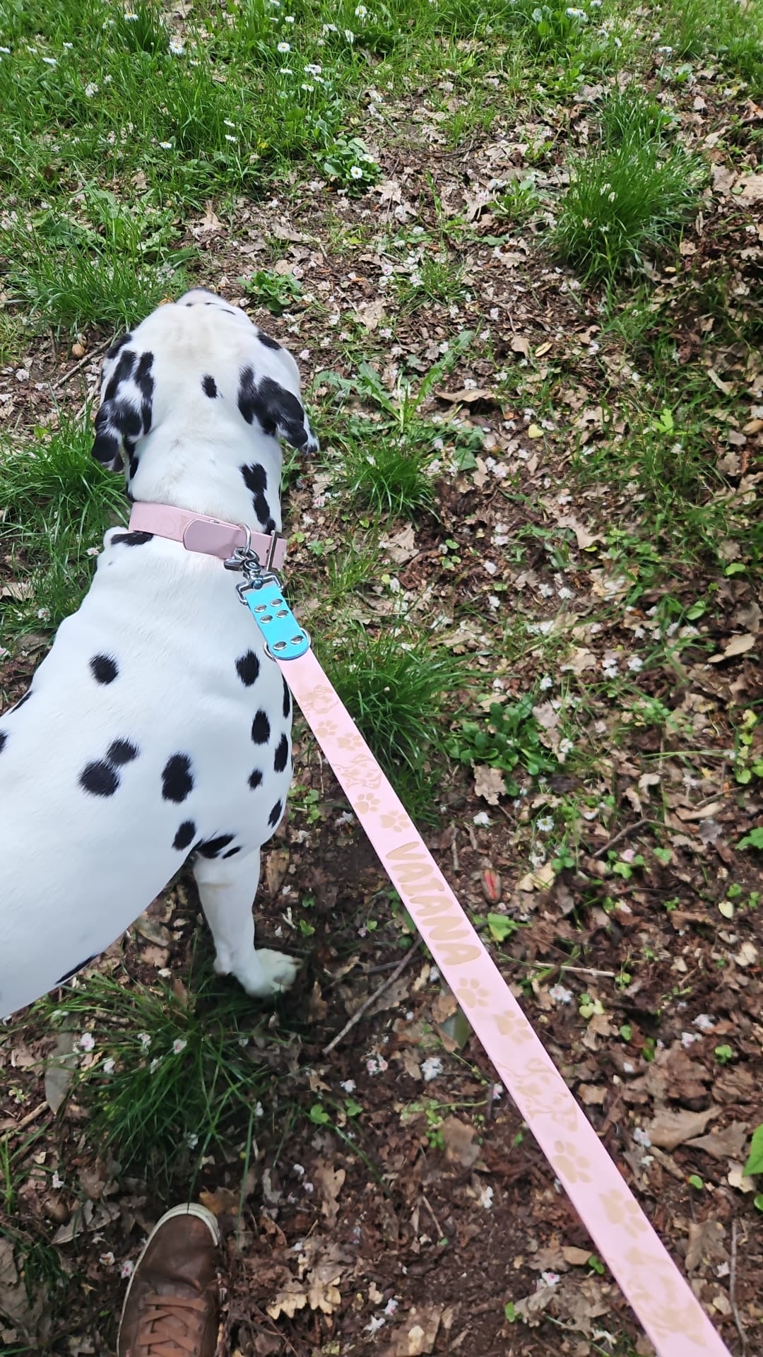 Laisse multiposition personnalisée pour chien - Biothane 25 mm