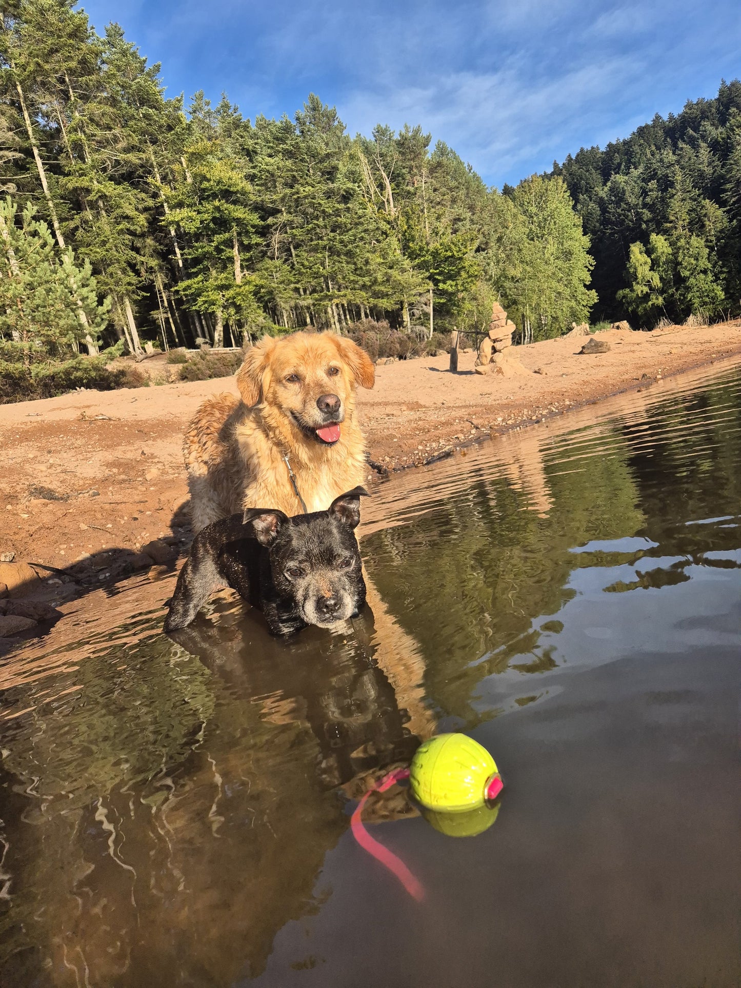 Balle Pattababoune pour chien - Lancer & jeux aquatiques