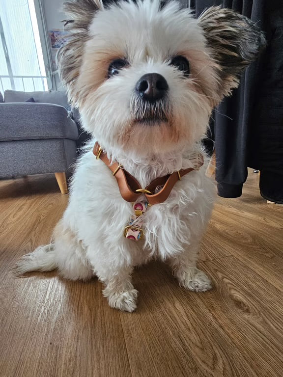 Harnais en H personnalisé en biothane 16 mm - ajustable & ultra confortable