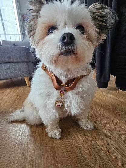 Harnais en H personnalisé en biothane 16 mm - ajustable & ultra confortable