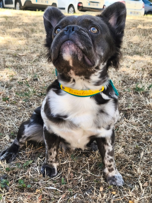 Collier personnalisé pour chien Hexa 25 mm - Spéciale Pattababoune