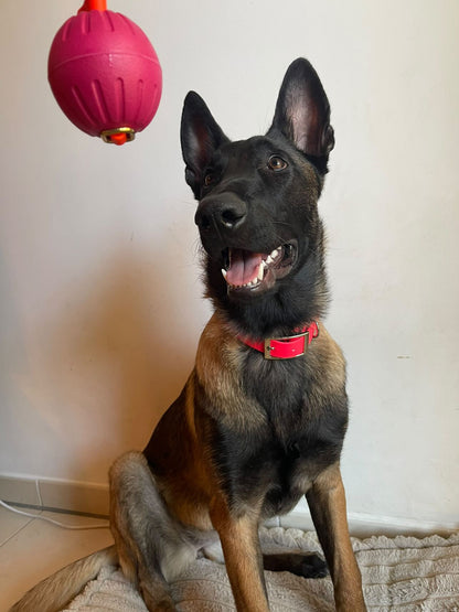 Balle flottante Pattababoune pour chien bande en hexa - Lancer & jeux aquatiques