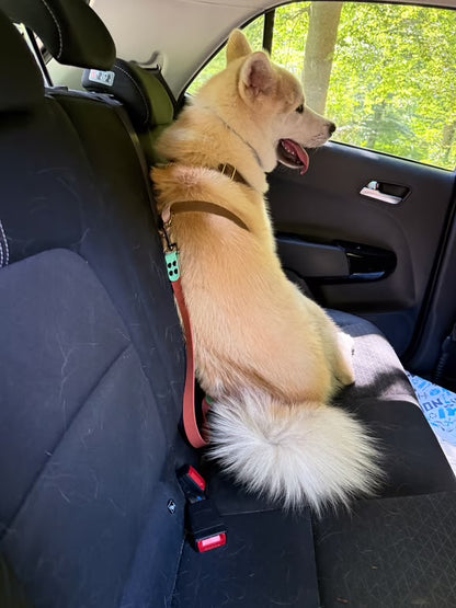 Ceinture de sécurité voiture pour chien et chat personnalisée en Hexa 25 mm