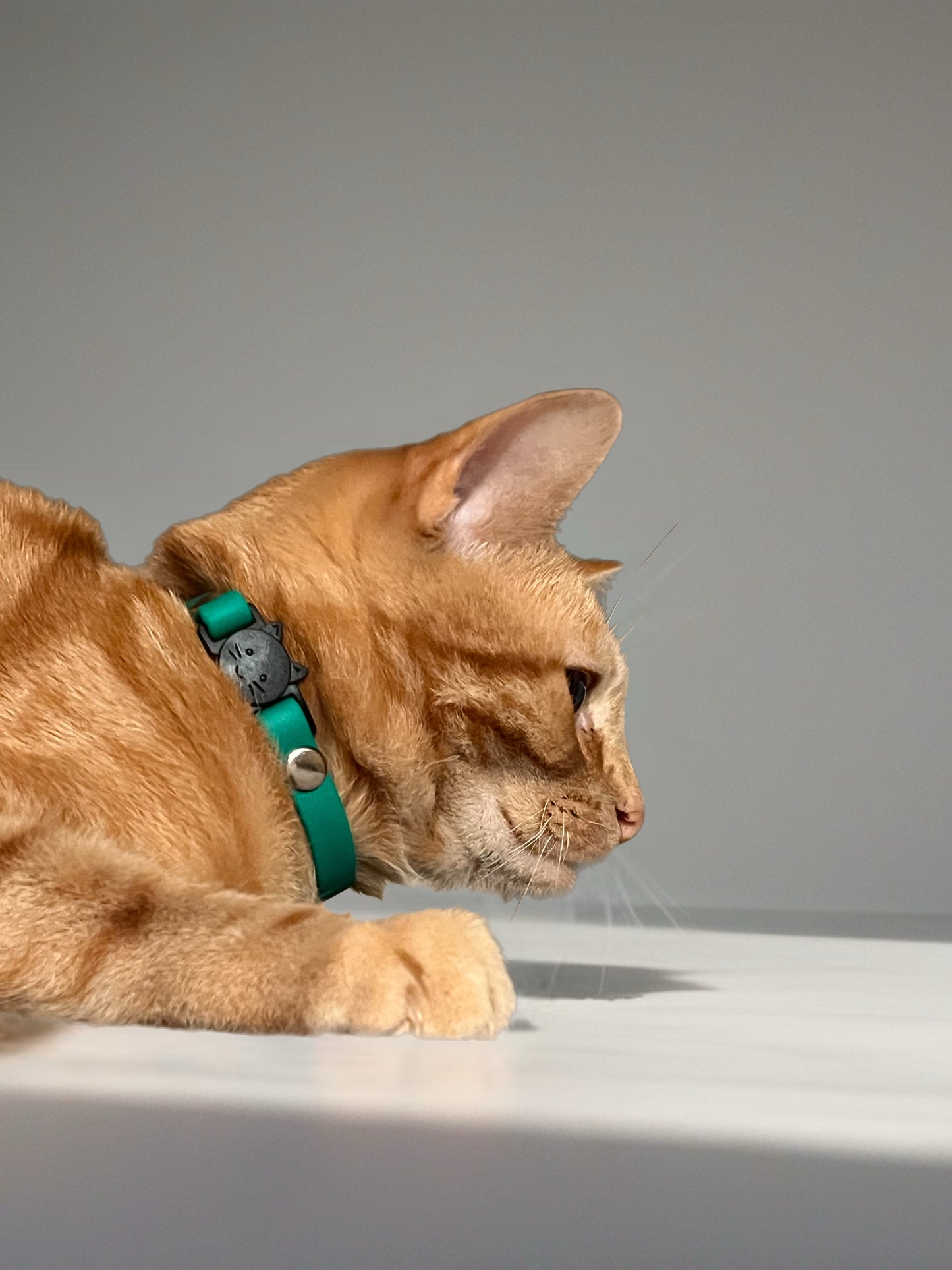 Collier chat anti-étranglement personnalisé - biothane 9 mm