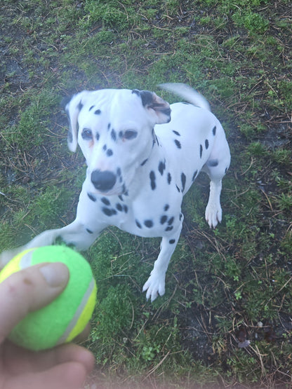 Balle tennis pour chien - Compatible porte-balle Pattababoune