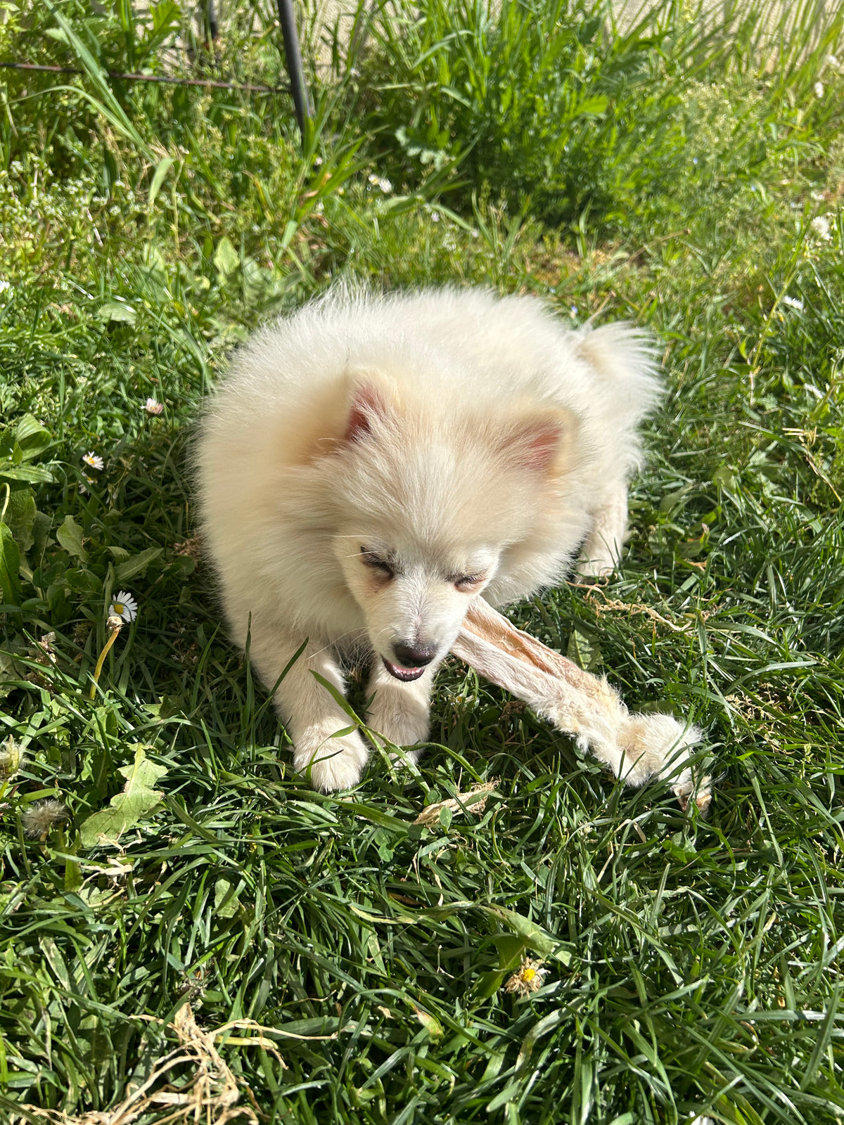 100% Natural Rabbit Ears for Dogs and Cats