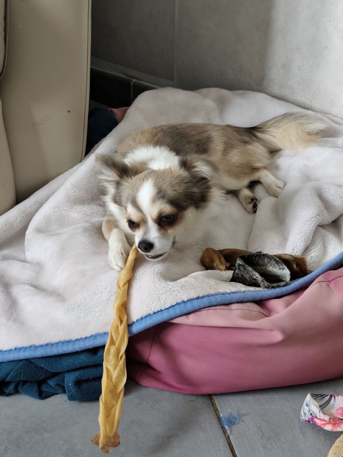 Tresse en peau de buffle 100 % naturelle