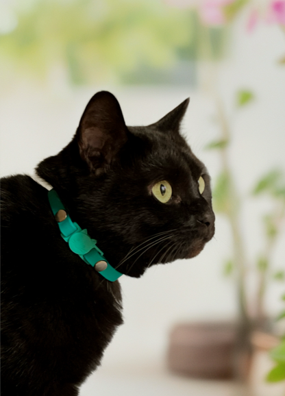Collier chat anti-étranglement personnalisé - biothane 9 mm