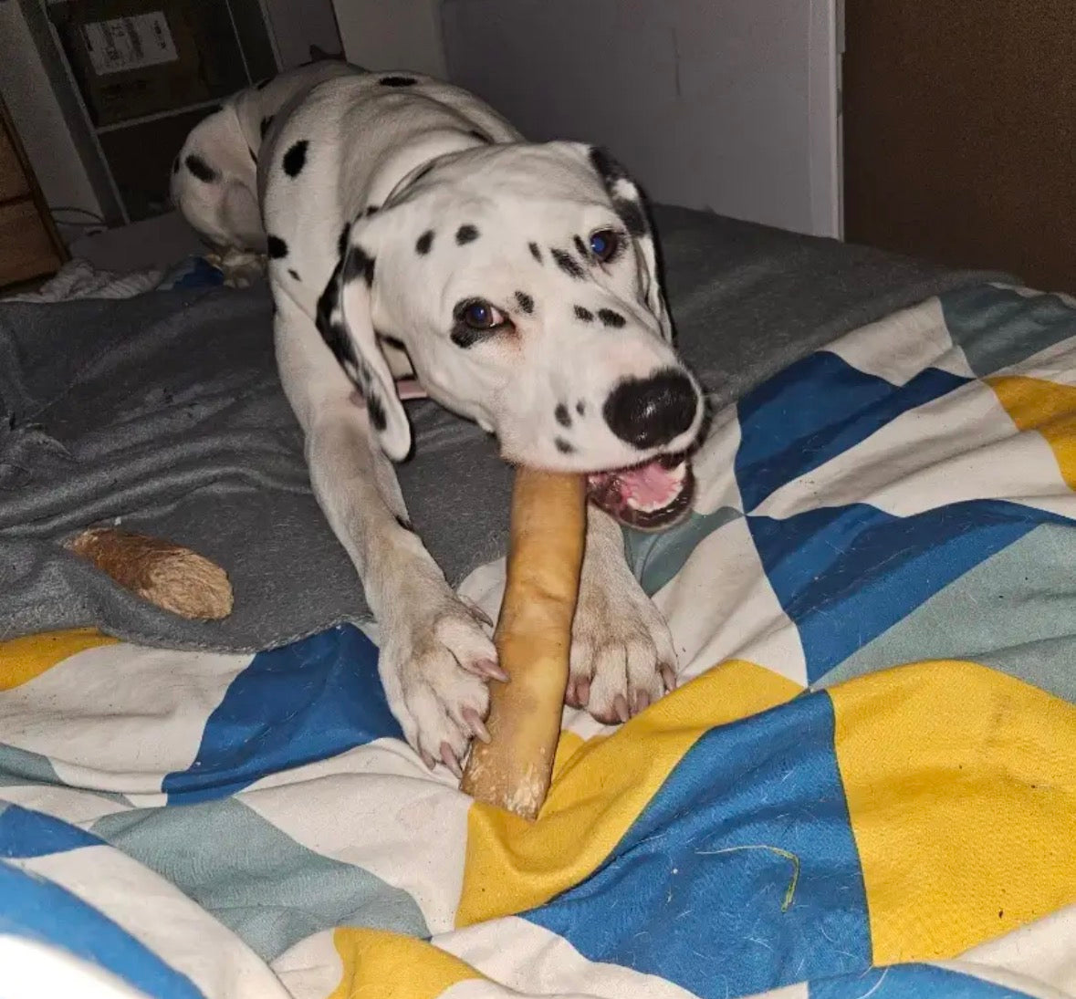 Rouleau de porc pour chien 100 % naturel